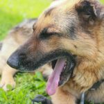 Hvad sker der, hvis du ignorerer gøen ved døren: hvordan tilfældighed bliver til mani hvad-sker-der-hvis-du-ignorerer-goeen-ved-doeren-hvordan.jpg