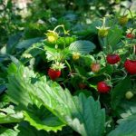 Hvor mange år lever jordbær i haven: Hvornår er det tid til at forny din plantage? hvor-mange-aar-lever-jordbaer-i-haven-hvornaar-er-det.jpg