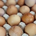 Hvor mange dage mister æg, når de ligger i køleskabsdøren med tuden opad? hvor-mange-dage-mister-aeg-naar-de-ligger-i-koeleskabsdoeren.jpg