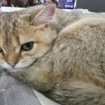 Hvordan en kat vælger en familiefavorit: alkymien mellem temperament og tidsplan hvordan-en-kat-vaelger-en-familiefavorit-alkymien-mellem-temperament-og.jpg