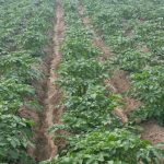 Hvordan rød peber og sæbeopløsning redder kartofler fra colorado-kartoffelbillen uden kemikalier: et stikkende forsvar fra såbedet hvordan-roed-peber-og-saebeoploesning-redder-kartofler-fra-colorado-kartoffelbillen-uden.jpg