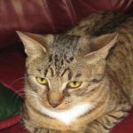 Hvorfor en kat bringer legetøj til din seng: en natlig gave eller et nødråb hvorfor-en-kat-bringer-legetoej-til-din-seng-en-natlig.jpg