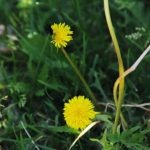 Hvorfor erfarne grøntsagsgartnere plukker mælkebøtter fra rødderne: kaliumgødning fra ukrudt, du ikke kan købe hvorfor-erfarne-groentsagsgartnere-plukker-maelkeboetter-fra-roedderne-kaliumgoedning-fra-ukrudt.jpg